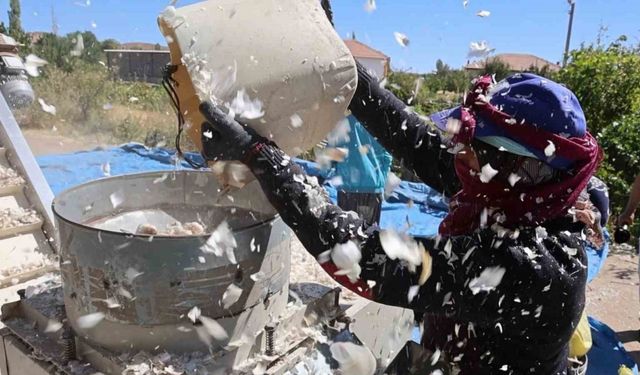 Yurt dışına gönderilecek organik sarımsakların ekimi başladı