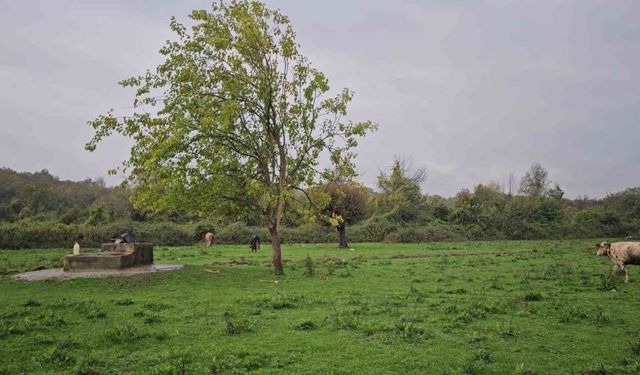 Su kuyusunda kadın c*sedi bulundu