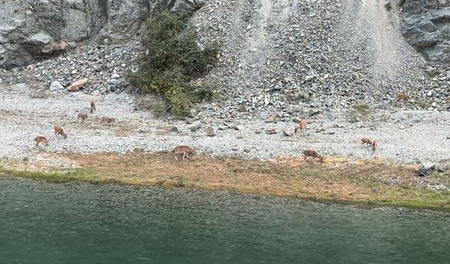 Dağ keçileri sürüsü ilk kez bu kadar kalabalık görüntülendi