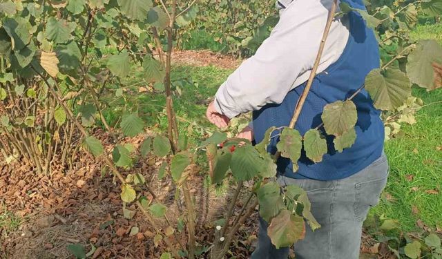 Bahçelerde toprak analizi ve zararlı tespiti