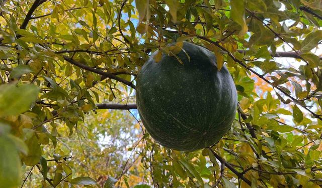 Bahçeye ektiği kabak, nar ağacının tepesinde meyve verdi