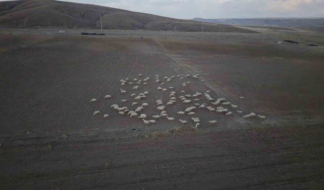 Kırsalda koyun sayısı arttı, meralar canlandı