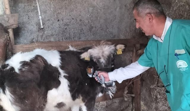 Büyükbaş hayvanlarda şap aşısı seferberliği