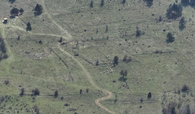 Kayıp hayvanlar dronla bulundu