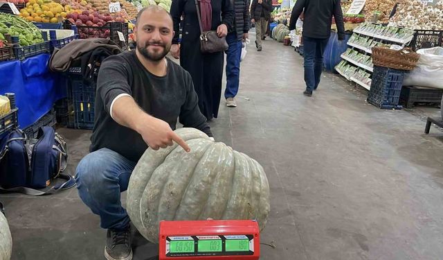 Ele avuca sığmayan 60 kiloluk bal kabağı el arabasıyla taşınıyor