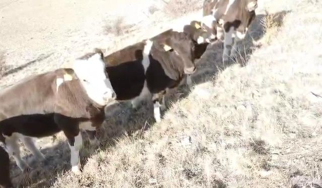 Firar eden inekleri jandarma ekipleri buldu