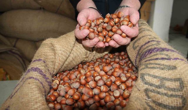 Fındık fiyatları tekrar yükselişe geçti