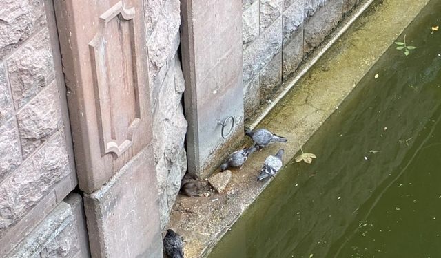 Güvercinler ve fareler yemeklerini paylaştı