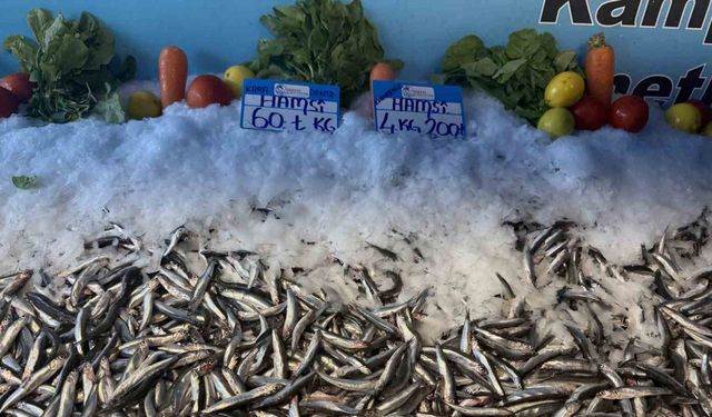 Hamsi fiyatı yüzleri güldürdü, kilosu 60 liraya düştü