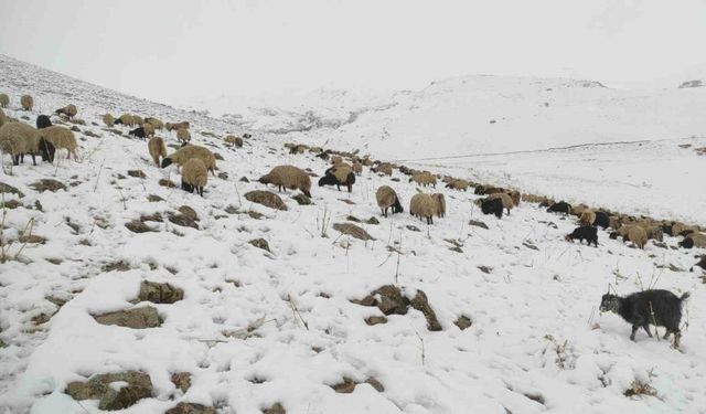 Kar yağdı, koyun sürüsü yaylada kaldı