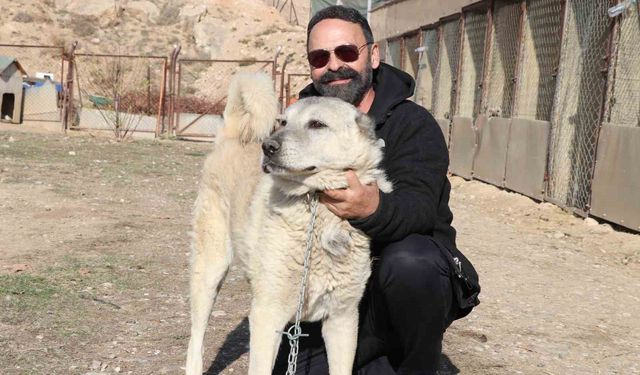 Kurtlar yerleşim yerlerine dadandı