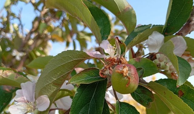 Elma ağacı çiçek açıp meyve verdi