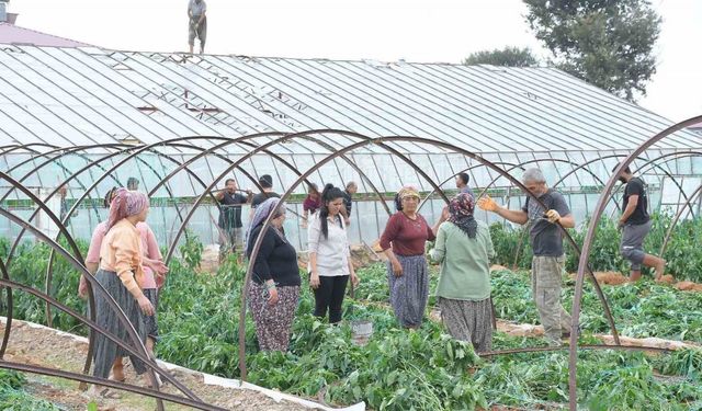 Fırtına ve hortum seralara zarar verdi