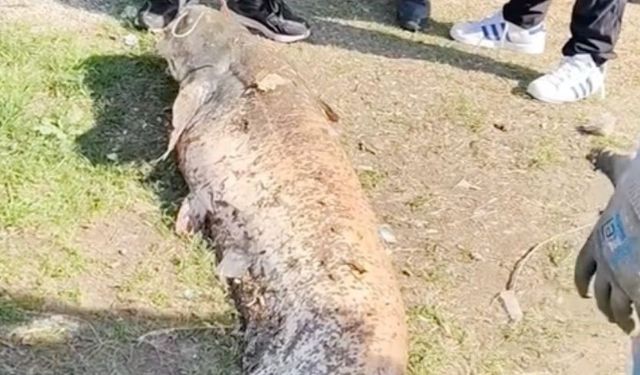 Oltaya takılan 50 kiloluk dev balık şaşırttı