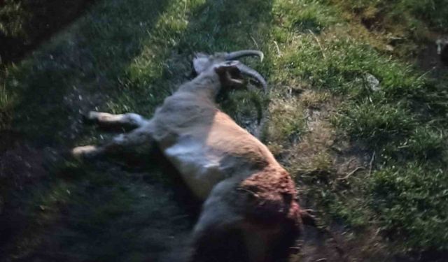 Kaçak yaban keçisi avına 1 milyon 880 bin TL ceza