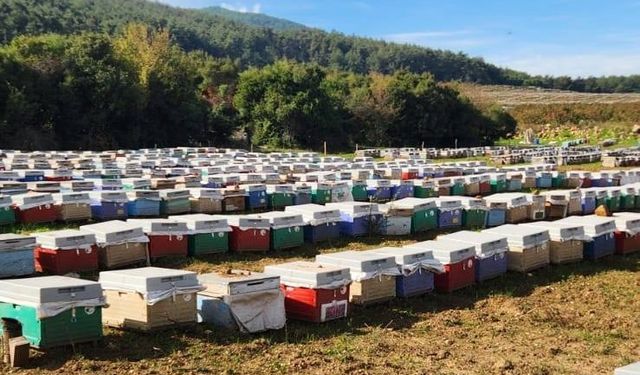 Ormanlık alanda arılı kovan tespiti yapıldı
