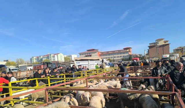 Uzun süredir kapalı olan canlı hayvan pazarı açıldı