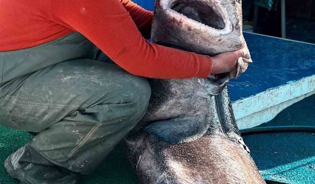 4 metre uzunluğunda köpek balığı ağa takıldı