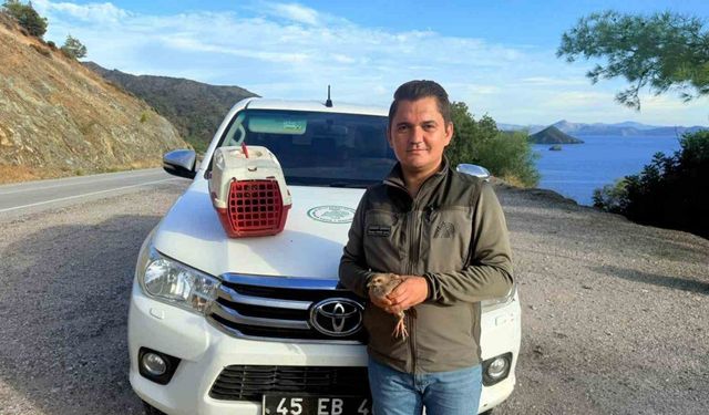 Yasadışı Kınalı Keklik satışına 28 bin TL ceza