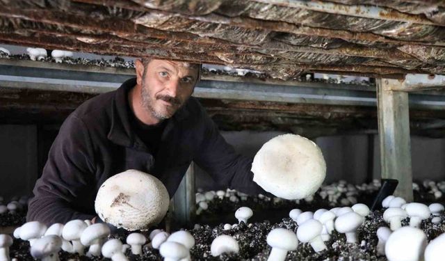 Yılın son mantar hasadı başladı