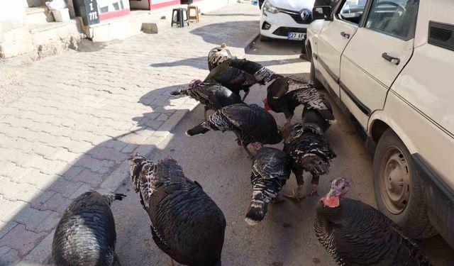 Hindiler çarşıda gezdirilerek satılıyor