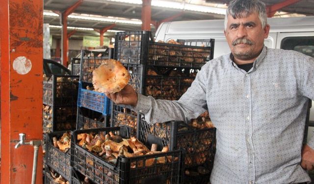 Kanlıca mantarı köylünün gelir kapısı oldu