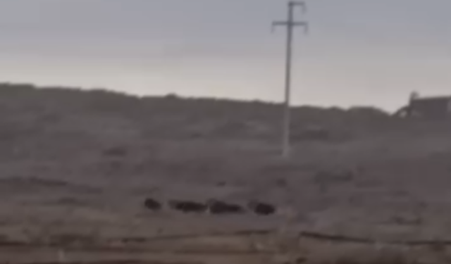 Balcı köyünde domuzlar görüntülendi