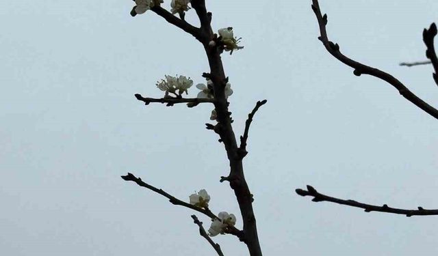 Kayısı ağacı Aralık ayında çiçek açtı