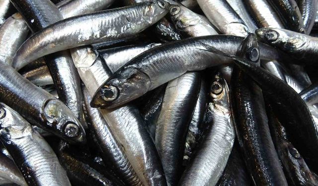 Hamsi bolluğu sürüyor, mezgit ise birkaç gündür görünmüyor