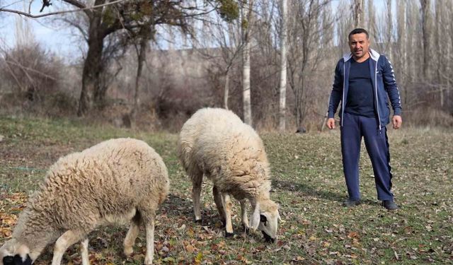 Kesmek için aldığı koyunlara şimdi antrenörlük yapıyor