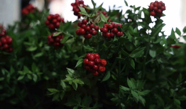 Aralık ayının en çok tercih edilen çiçeği kokina oldu