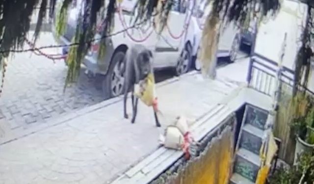 Kokina hırsızı sevimli köpek kameraya yakalandı