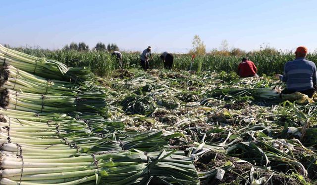 Pırasa hasadı başladı: 20-22 TL'den alıcı buluyor