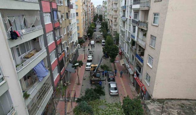 Mersin'de ağaçlara kış bakımı