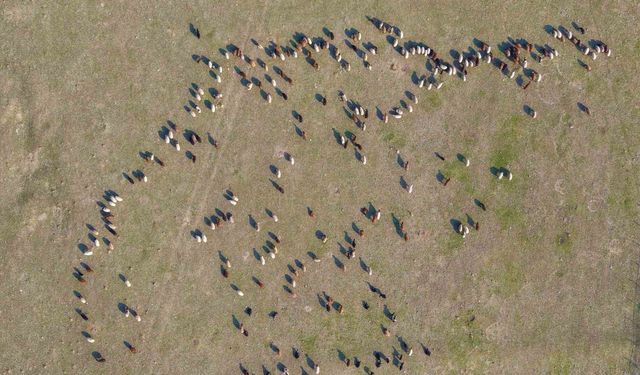 Kar yağmayınca yem giderleri azaldı