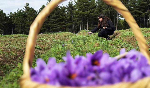 Safran, sarımsak ve kırmızı bibere bilimsel güvence