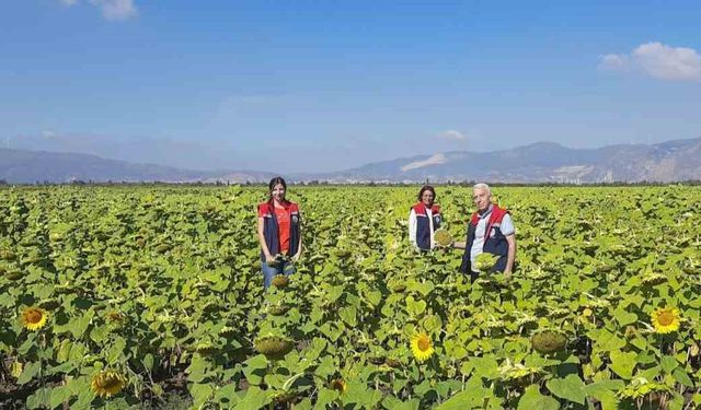 10 bin dekarlık alana ayçiçeği tohumu dağıtılacak