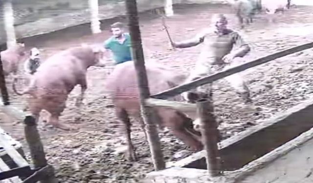 Üzerine zıplayan boğanın darbesiyle yere serildi