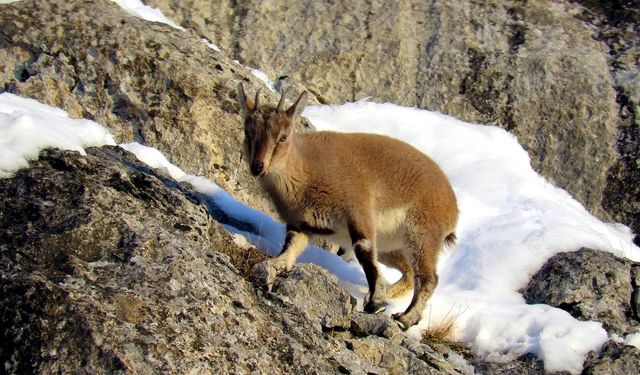 Niğde’de yaban keçisi sayısı artış gösterdi