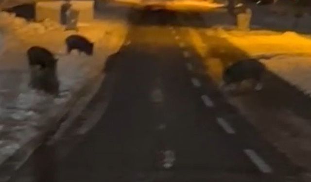 Aç kalan yaban domuzları yerleşim yerine indi