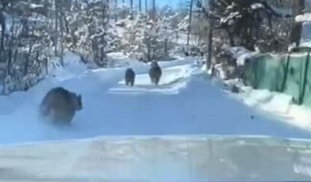 Ayı ve yavruları güpegündüz köy yolunda görüntülendi