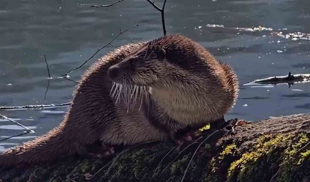 Nesli tükenmekte olan su samuru görüntülendi