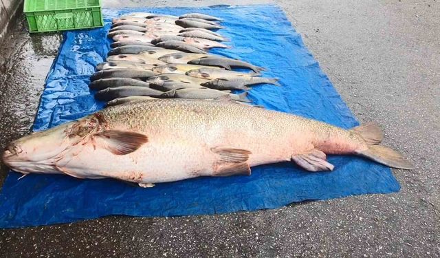 52 kilogram ağırlığında turna yakalandı