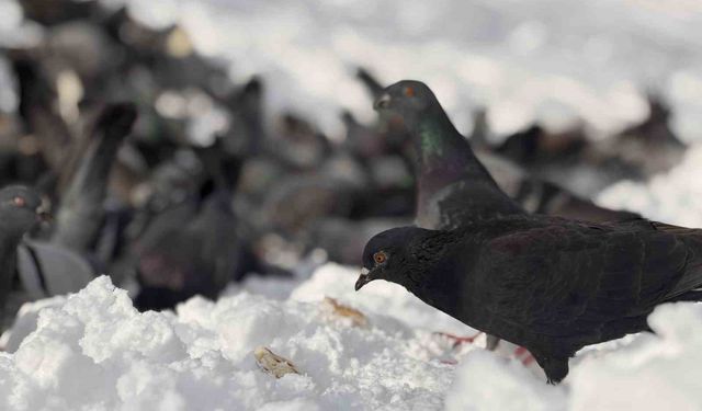 Güvercinleri yemleyen vatandaş yürekleri ısıttı