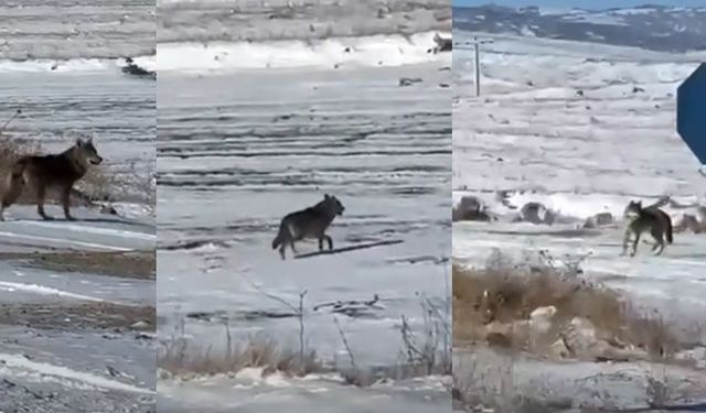 Kar yağdı, kurtlar şehre yaklaştı