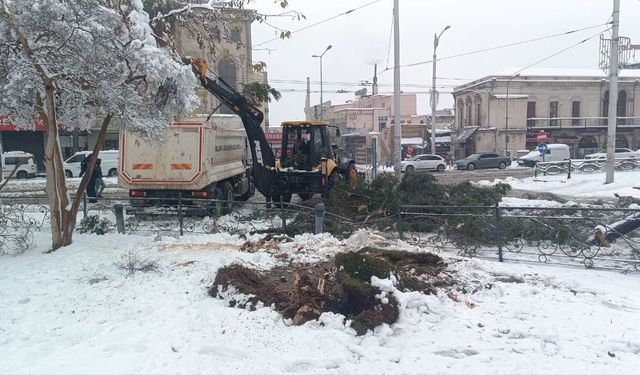 Karın ağırlığına dayanamayan ağaçlar devrildi