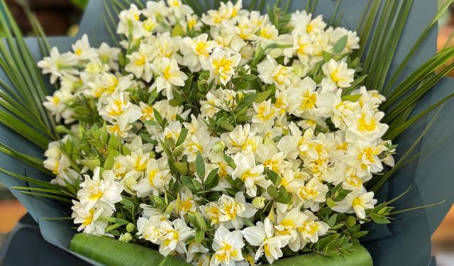 Niğde’de kışın ortasında açıyor, kokusu her yeri sarıyor