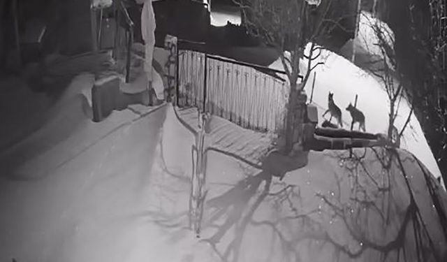 Aç kalan kurt sürüsü yerleşim alanına indi