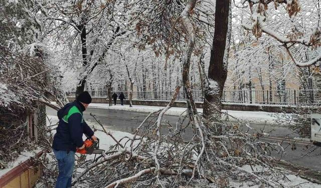 Kış çalışmalarında ağaç güvenliği seferberliği