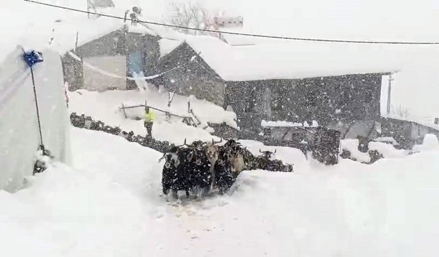 Keçilerin inadı yarım metreyi bulan kara yenilmedi
